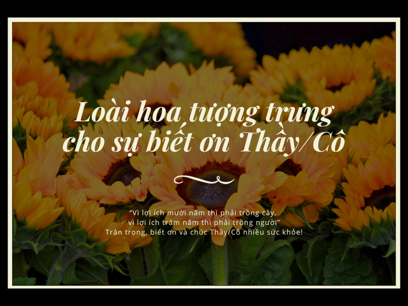 Bo hoa cam chuong nhieu mau sac the hien long tri an sau sac den thay co